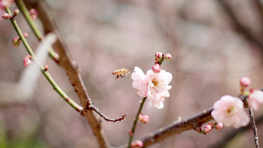 春季惊蜇盛开梅花采蜜蜜蜂视频