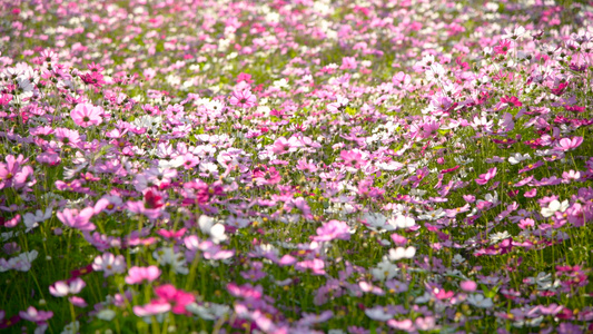  风中摇摆的格桑花4K视频