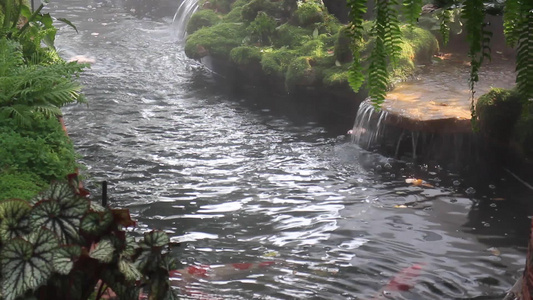 在池塘花园游泳的科伊鱼视频
