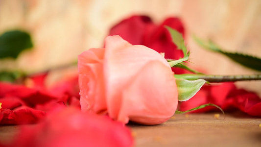 粉红玫瑰花在木地板情人节日视频