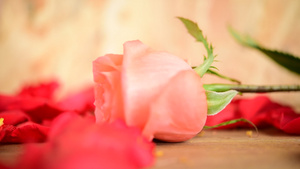 粉红玫瑰花在木地板情人节日8秒视频