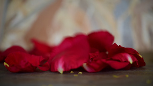 情人节当天木地板上的红玫瑰花11秒视频