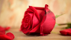 情人节当天木地板上的红玫瑰花8秒视频