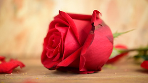 情人节当天木地板上的红玫瑰花17秒视频