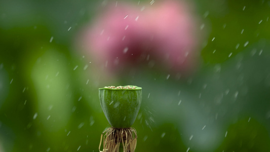 4K实拍雨中莲蓬荷叶视频素材视频