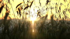 日落时的绿草缓慢运动28秒视频