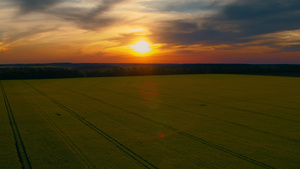 夏季在油菜田中航拍美丽的日落21秒视频