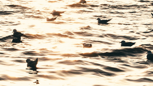 4K青岛栈桥海面上的海鸥视频
