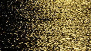 美丽的抽象的金色海水背景在柔软的海浪上空中观察阳光17秒视频