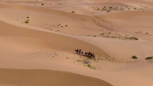 沙漠骆驼视频