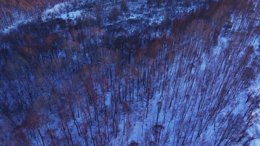 航拍大兴安岭林海雪原雾凇红柳树景象视频素材视频
