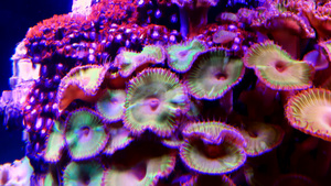 绿白条状聚苯乙烯松生在海水下摇动的多彩按扣珊瑚47秒视频