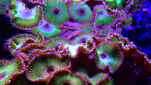 绿白条状聚苯乙烯松生在海水下摇动的多彩按扣珊瑚28秒视频