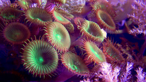 绿白条状聚苯乙烯松生在海水下摇动的多彩按扣珊瑚29秒视频