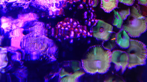 绿白条状聚苯乙烯松生在海水下摇动的多彩按扣珊瑚44秒视频