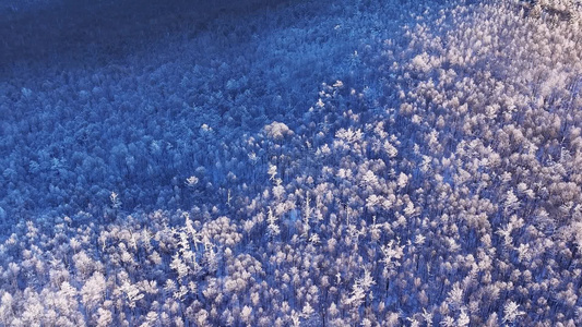 航拍大兴安岭林海雪原雾凇红柳树景象视频素材视频
