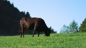 山上草甸的奶牛在绿草旁散步27秒视频
