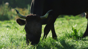 在山谷里吃绿草的黑牛14秒视频