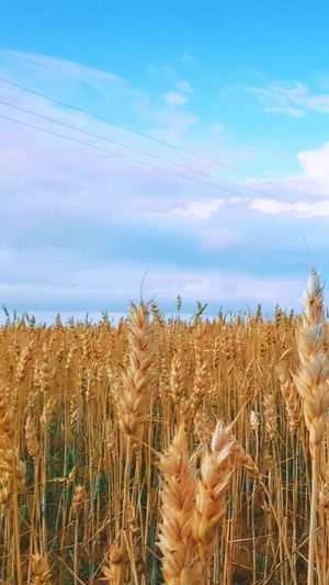 乡村田野等待秋收的麦穗农作物13秒视频