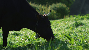 在山谷吃绿草的牛21秒视频