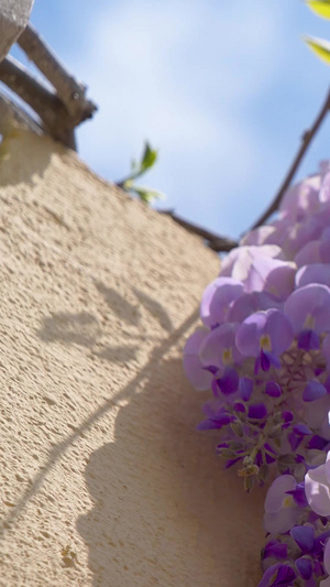 夏天的紫藤萝枝繁叶茂35秒视频