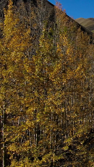 航拍秋季金色白杨树与蜿蜒的公路视频汽车广告47秒视频