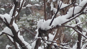冬季在公园中看到地面和树上积雪的情况15秒视频
