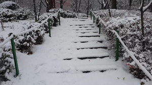 冬季在公园中看到地面和树上积雪31秒视频