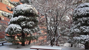 冬季在公园中看到地面和树上积雪的情况19秒视频