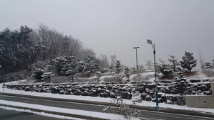 冬季在公园中看到地面和树上积雪12秒视频