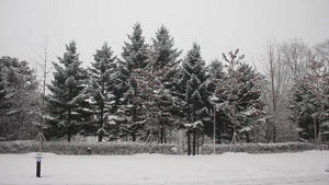 冬季在公园中看到地面和树上积雪的情况23秒视频