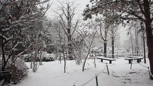冬季在公园中看到地面和树上积雪的情况18秒视频