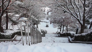冬季在公园中看到地面和树上积雪的情况14秒视频
