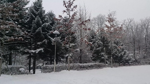 冬季在公园中看到地面和树上积雪的情况17秒视频