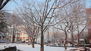 冬季在公园中看到地面和树上积雪的情况15秒视频