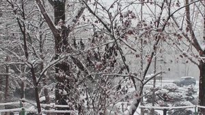 冬季在公园中看到地面和树上积雪的情况19秒视频
