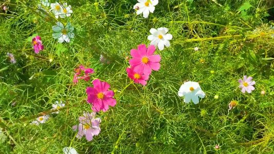 高清实拍视频粉红色花朵视频