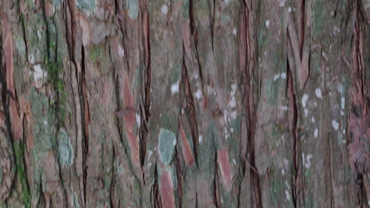 干棕色比例和线条的天然树皮视频