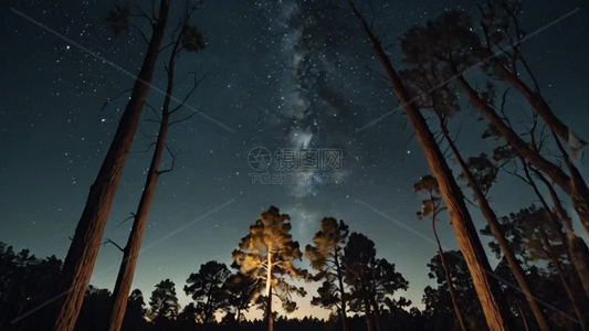 森林大树星空视频