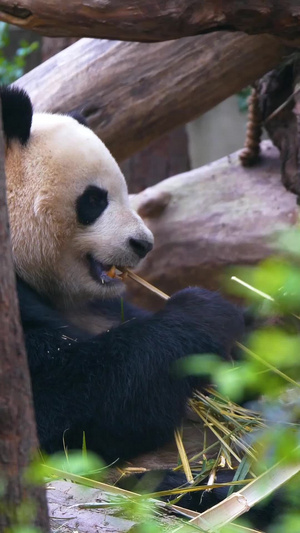 大熊猫熊猫睡觉34秒视频