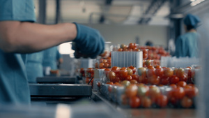 工人在番茄工厂特写操作生产过程分拣包20秒视频