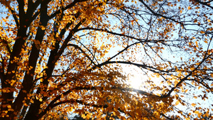 秋季森林4k15秒视频