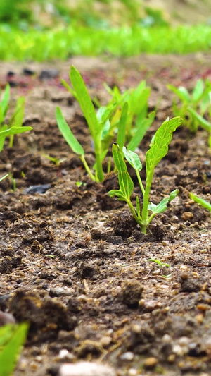 田地里刚种植的空心菜27秒视频