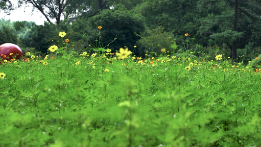 公园里的花朵和植物视频