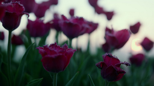 与绿色叶子的特写镜头紫色花蕾在日落光12秒视频