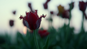 在日落背景中特写盛开的花朵剪影6秒视频