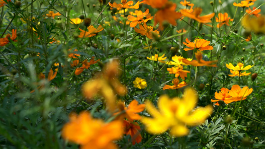 公园里的花朵和植物视频