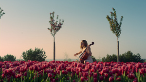在盛开的郁金香田中以灵感演奏大提琴的年轻女子10秒视频