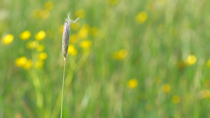 青草在花朵中生长15秒视频