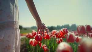 特写女人在美丽的花园里用手指抚摸着五颜六色的郁金香13秒视频